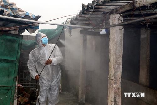 越南各地严查市场 抓好非洲猪瘟疫情防控工作 
