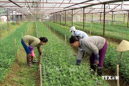 Ứng dụng công nghệ cao vào sản xuất nâng cao thu nhập cho nông dân Yên Định