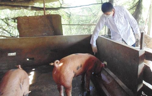 Long An khẩn cấp phòng chống bệnh dịch tả lợn châu Phi giáp ranh vùng biên giới