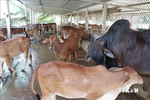 Chăn nuôi bò sữa mang lại hiệu quả kinh tế cao ở Bến Tre