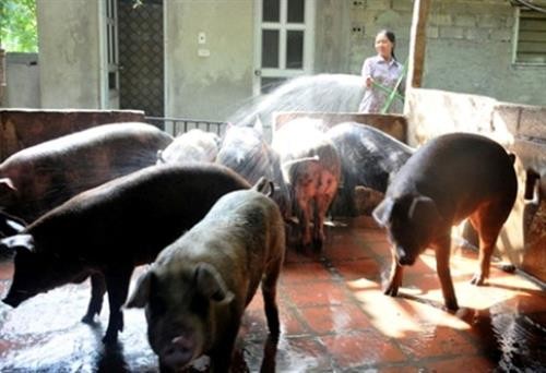 越南宁平省非洲猪瘟防控取得显著成效