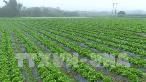 Nông dân huyện Trần Văn Thời thu nhập cao từ trồng rau màu