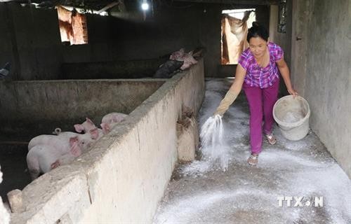 FAO建议越南宣布进入“非洲猪瘟紧急状态”这一消息是不属实