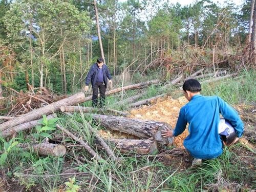Phó Thủ tướng Thường trực Trương Hòa Bình yêu cầu UBND tỉnh Lâm Đồng tăng cường quản lý, bảo vệ rừng