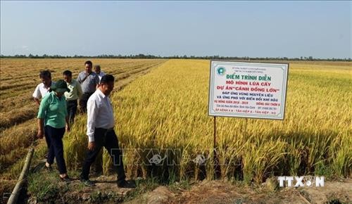Kiên Giang khuyến cáo nông dân sản xuất lúa Hè Thu né rầy và xâm nhập mặn