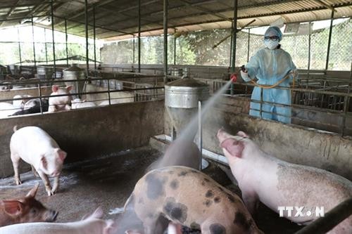 越南农业与农村发展部长：尽最大努力防止非洲猪瘟扩散