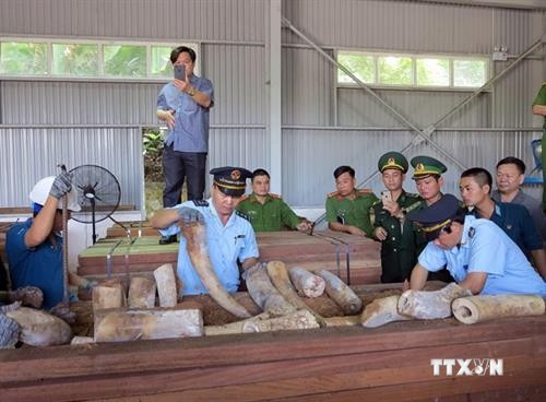 岘港市海关发现有史以来最大一批象牙走私案 查获象牙重达9.1吨 