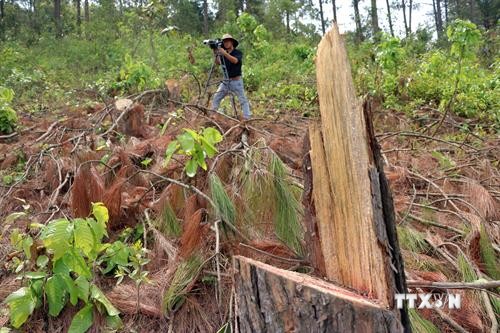 Lâm tặc phá rừng cạnh trụ sở UBND xã - cần mạnh tay xử lý