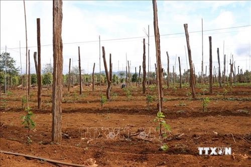 Đắk Nông hỗ trợ nông dân ứng phó với khô hạn