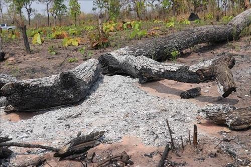 Điều tra, xử lý nghiêm vụ phá rừng tại xã biên giới Ia Mơ