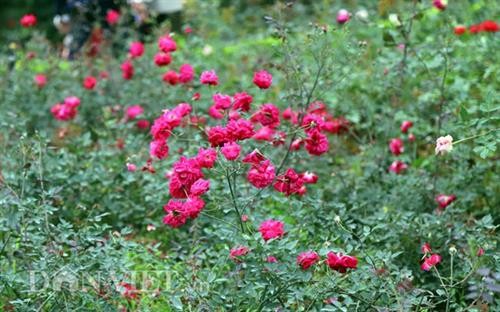  越南最大玫瑰花园——河内居民新奇的春游目的地