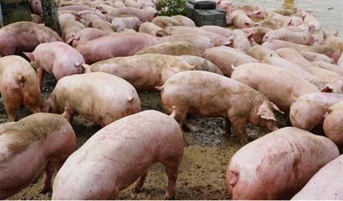  越南各地进一步强化落实非洲猪瘟防控措施