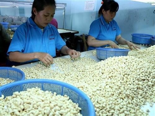 荷兰一家集团欲对越南平福省腰果种植业进行投资