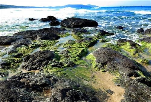 Bãi rêu xanh tuyệt đẹp bên bờ biển Lệ Thủy