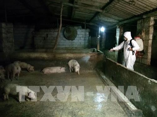 越南全国多地采取配套措施 全力防控非洲猪瘟疫情