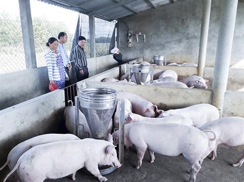 Chị Nguyễn Thị Anh Đào làm giàu từ mô hình trang trại chăn nuôi lợn