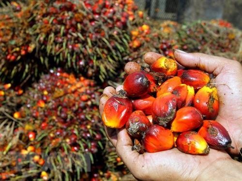 2019年印尼和马来西亚棕榈油产量将刷新纪录