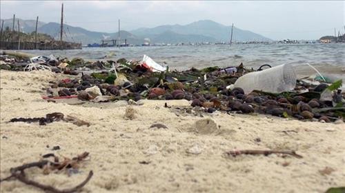 Nguy cơ tôm hùm ở Phú Yên chết hàng loạt do ô nhiễm môi trường nuôi