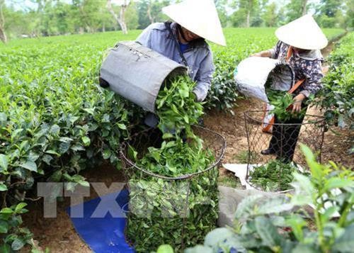 越南2019年第一季度茶叶出口额增长15.4%
