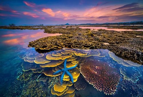 富安省需加强对燕岛珊瑚礁的保护措施 
