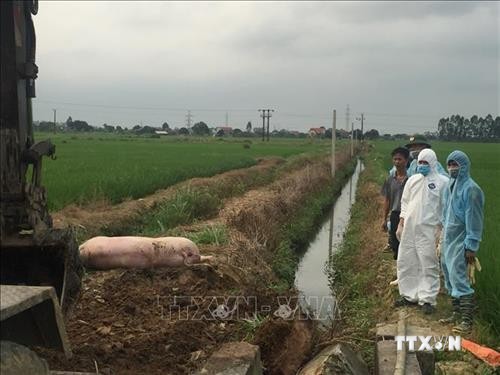 Thừa Thiên - Huế hỗ trợ chủ chăn nuôi có lợn bị tiêu hủy do dịch tả lợn châu Phi