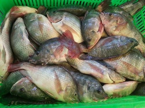 越南罗非鱼有望扩大美国市场份额