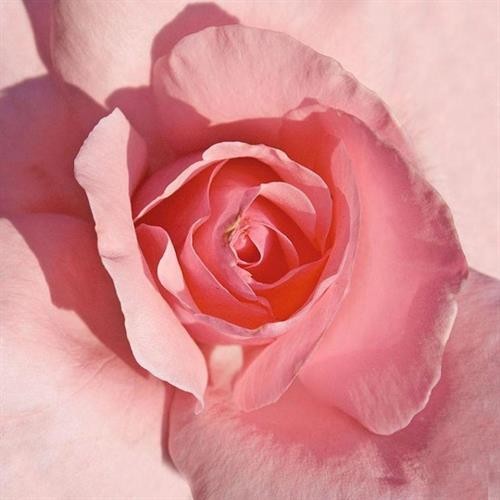 Ngắm những loài hoa hồng quyến rũ nhất thế giới