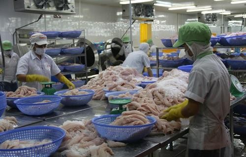 努力提高越南优质查鱼在中国市场上的竞争力
