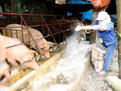 Đắk Lắk hỗ trợ chủ hộ chăn nuôi có lợn bị tiêu hủy do dịch bệnh