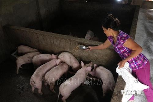 Quỳnh Lưu là huyện đầu tiên ở Nghệ An công bố hết dịch tả lợn châu Phi