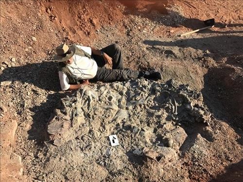 Argentina phát hiện nghĩa địa khủng long hóa thạch 220 triệu năm