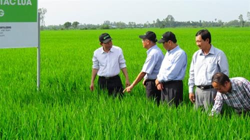 Đồng Tháp: Canh tác lúa lý tưởng giúp nông dân thu lãi cao
