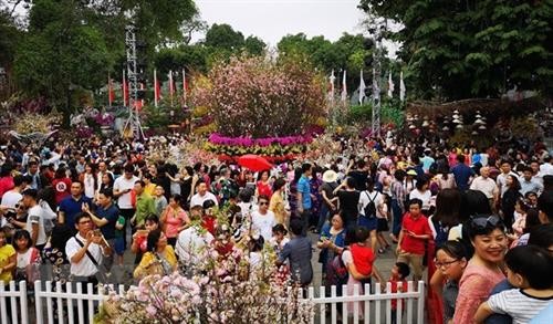 樱花节创下越南纪录