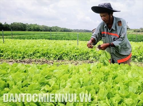 Nông dân Khmer làm giàu từ các mô hình sản xuất thích ứng biến đổi khí hậu