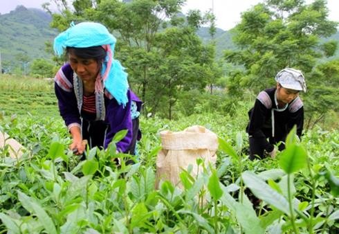 Lai Châu thực hiện linh hoạt các chính sách giảm nghèo