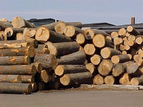 今年第一季度林产品出口额增长最高