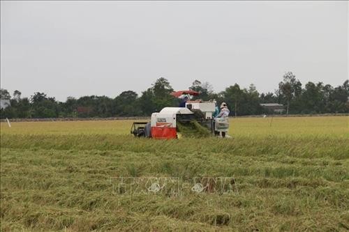 Tiền Giang liên kết sản xuất lúa có lợi cho nông dân