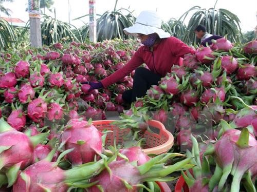今年第一季度越南农林水产品出口下降3%