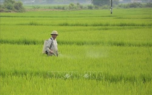 Bệnh đạo ôn gây hại trên cây lúa gia tăng ở Điện Biên