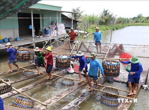 Trả Vinh khuyến khích nông dân mở rộng diện tích nuôi cá tra