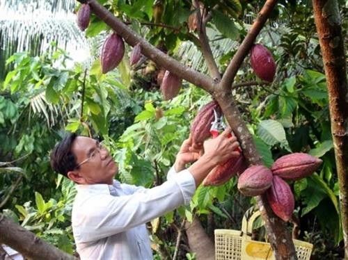 Hiệu quả kép từ trồng ca cao xen dừa 