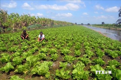 Nông dân U Minh Thượng hướng đến trồng rau bản địa sạch