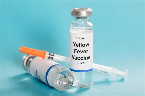 Phát hiện vaccine chống sốt vàng hữu dụng với Zika
