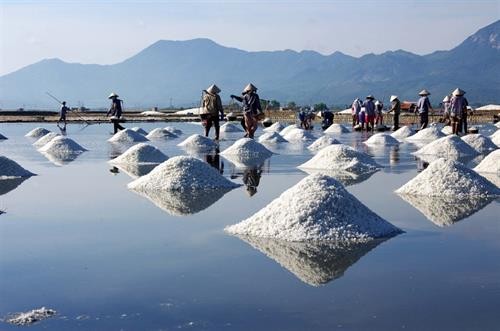 Nghề làm muối ở Ninh Thuận