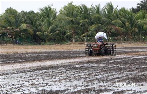 Cà Mau khuyến cáo nông dân chọn giống phù hợp vụ lúa Hè Thu