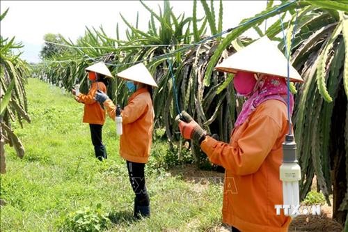 Bình Thuận hướng tới xây dựng vùng nguyên liệu thanh long an toàn
