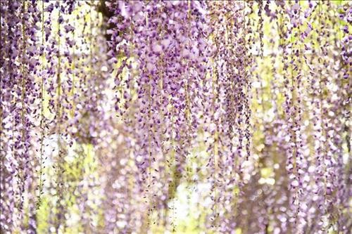 Ngắm hoa Tử Đằng “lộng lẫy” tại Nhật Bản
