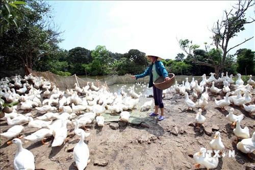 Tỉnh Nghệ An vừa đề ra nhiều chính sách khuyến khích phát triển chăn nuôi nông hộ