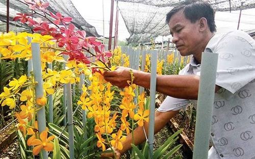 胡志明市减少对兰花种苗的依赖性 促进兰花种植业发展