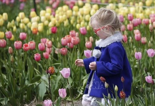 Canada: Rực rỡ Lễ hội Hoa Tulip